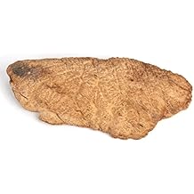 Woodcraft Australian Brown Mallee Burl Cap 2Kg-4Kg 1-Piece