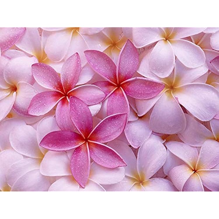 Hawaiian Pink Plumeria Plant Cuttings Pack of 4 Grow هاواي