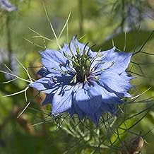 Black Cumin (Nigella Sativa) - Packet of 50 Seeds