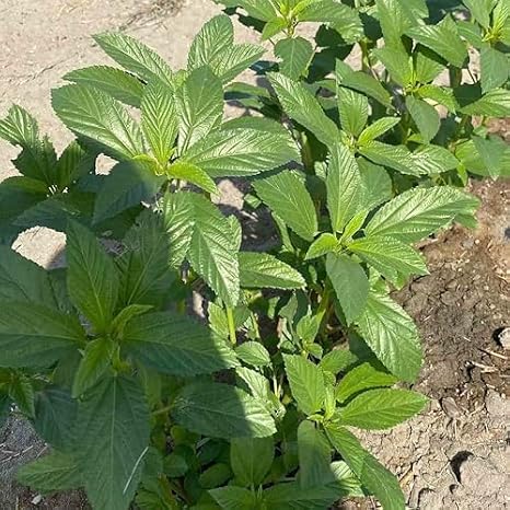 بذور السبانخ المصرية Rike 4000 ، Corchorus Olitorius Molokhia ، Ewedu ، Jute ، Saluyot Seeds