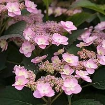 Hydrangea serrata Tiny Tuff Stuff (PW) Pot 1 QT