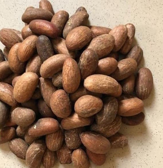 African Bitter Kola Nuts، Bitter Kola Retro Garcinia، Petit Cola Nut، Obi Abata Cola Nut (8oz)