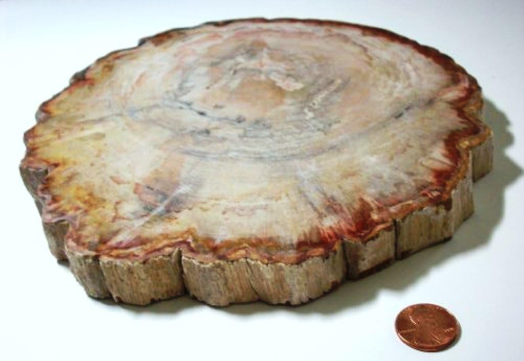 7 Petrified Log Slice 12 Thick... Polished