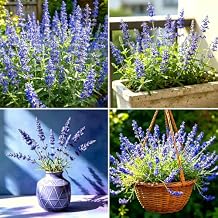 CarpetC 200+ Blue Sage Seeds for Planting, Perennial Long Blooms Wildflower, Upright Drought Tolerant Blue Salvia farinacea, Non-GMO Heirloom for Outdoor Gardens, Borders and Home Cut Flowers