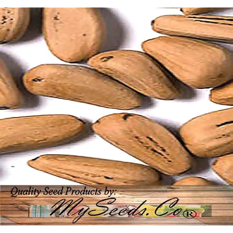 Pinus pinea Italian Stone Pine Tree Seeds, Edible Pine Nuts, Dense Foliage, Attractive Bark, Seeds by MySeeds.Co, You Choose The Amount 1 oz