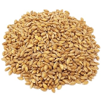 Einkorn القمح التوت، العضوية، غير المعدلة وراثيا، الحبوب الكاملة القديمة، عالية في البروتين والألياف، 25 رطل