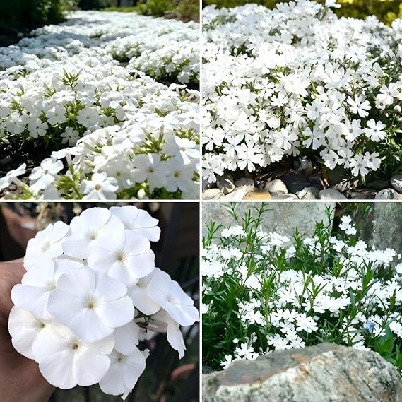 CarpetC 1000 White Phlox Seeds for Planting, Creeping Evergreen Fragrant Summer Flowers Phlox subulata, Ground Cover Non-GMO Heirloom Blooms for Garden Borders, Containers & Pollinator Gardens