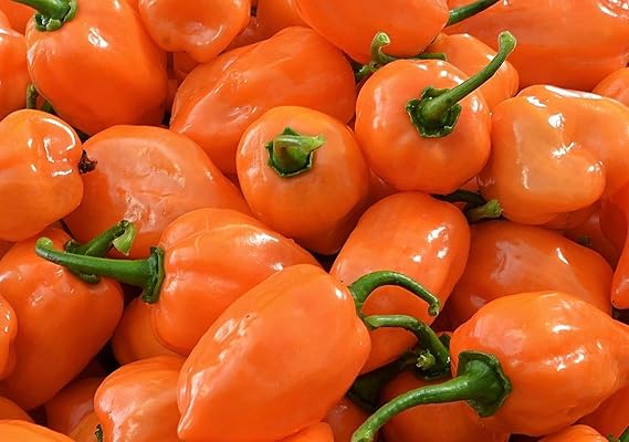 بذور الفلفل الحار البرتقالي Habanero- 50+ بذور