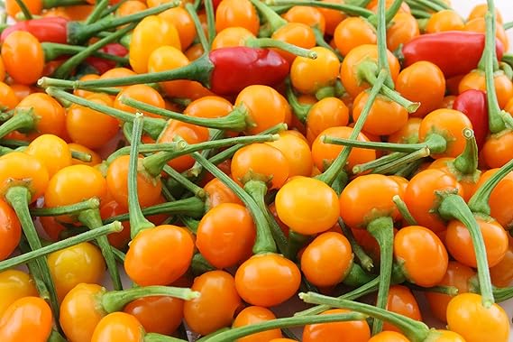 Aji Charapita، Hot Pepper، 25 Seeds، Little Yellow Fire Balls!